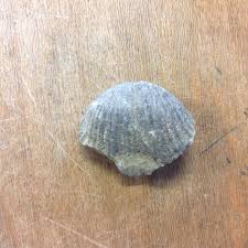 Fossil Brachiopod – Sea Things Ventura