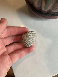 Hi there! I found this really cool brachiopod fossil the ...