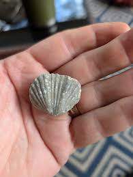 What are the fossils found in Wayne County, Kentucky?