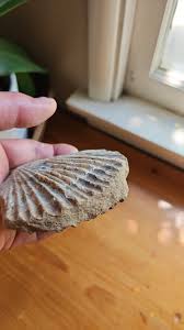 Be Careful if You See a Cookie Shaped Rock with a Wavy ...