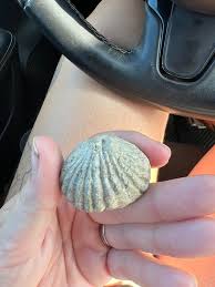 Is it a fossil or just a weird rock? : r/fossils