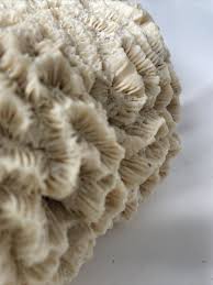 Natural Ocean Brain Coral almost 4 lb - Aquarium or Decor | eBay