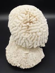 Sold at Auction: LARGE ESTATE FOUND NATURAL BRAIN CORAL SPECIMEN