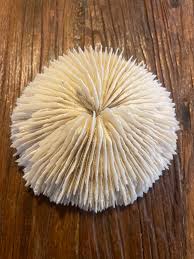 Large Mushroom Coral - Etsy