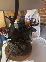 Rehoming Cane Corso Shar Pei Mix Dogs in Illinois