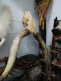 Watusi Bull Skull Mount