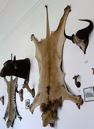 File:Lovecký zámek Ohrada - africké trofeje - lev (cut).jpg ...