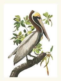 Brown Pelican Bird Print. Audubon. Coastal Print. 1827. Wall ...