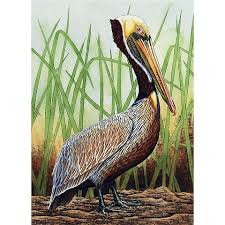 Brown Pelican in Grass" | john-costin