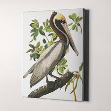 Brown Pelican - Birds of America Canvas Wall Art Prints ...