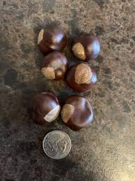 Lot Of 6 Buckeyes - Lucky - Crafts - The Ohio State | eBay