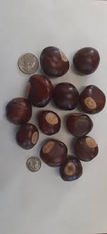 Buckeye nuts Fresh 2023 season. Count 12 Crafting,decor ...