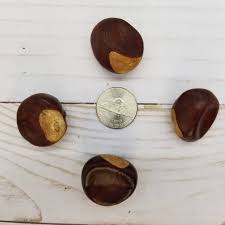 Buckeye Nuts 3/4 Lb 50 Medium Sized, Real Dried Buckeyes ...