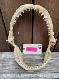 Sold at Auction: Big vintage set of Shark jaws , 11 inches x ...