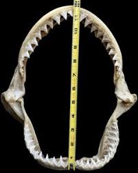Bull Shark Jaw | eBay