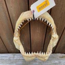 Sold at Auction: HUGE set of BULL Shark jaws, Full of Sharp ...