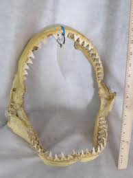 Sold at Auction: 10' Bull Shark Jaws TAXIDERMY ODDITY
