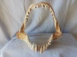 Mako Shark Jaw for Sale in Chandler, AZ - OfferUp