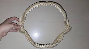What kind of shark is this jaw from? : r/sharks