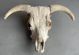 Vintage North American Steer Skull with Horns at 1stDibs | hereford bull skull, hereford skull, bull skull horns down