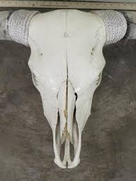 Sold at Auction: XL Texas Longhorn Skull w/68" Spread TAXIDERMY