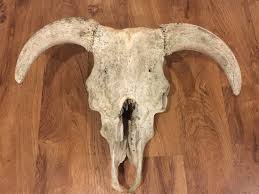 Sunbleached Weathered Vintage Bull Skull with Hanging Wire – Portland Revibe