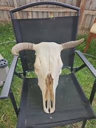 Antique Bull Horns | eBay