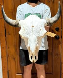 Huge Buffalo / Bison Skull Man Cave, Taxidermy, Mount, European, Lodge Decor (2033) - Etsy