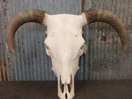 Big Hereford Bull Skull