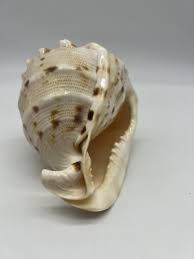 Pristine Horned Helmet Cassis Cornuta Shell | eBay