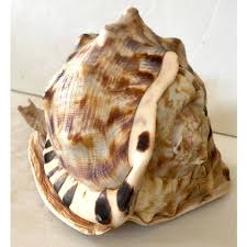 Large Striped Seashell | Chairish