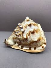 Giant Sea Shell for sale | eBay