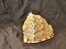 Cassis Cornuta for sale | eBay