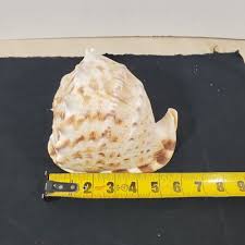 6 inch Cameo Shell Tan Brown White Helmet Bullmouth Seashell Sea Snail | eBay
