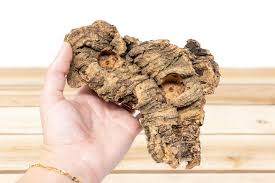 Small Tabletop Cork Bark Display with 2 Tillandsia Air ...