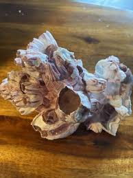 Natural Purple Pink Large Barnacle Cluster Ocean Aquarium ...