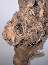 Manzanita Burl Sculpture, Rare, Natural Finish Large | eBay