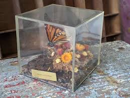 1970s / 1980s Unique Butterfly Diorama Plexiglass Nature in A Box !! Vintage Unique Gifts !! - Etsy Australia