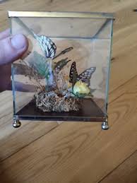 Vintage Real Butterfly Diorama | eBay UK