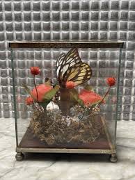 Vintage Taxidermy Real Butterflies Glass Display By Price Products. | eBay