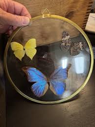 Vintage Real 3 Butterfly Taxidermy Round Convex Glass Wall ...