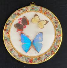 Vintage Butterfly Taxidermy Dried Flower Round Gravel Framed ...