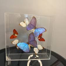 Vintage 80's 1984 Artist Signed Taxidermy Butterfly Display ...