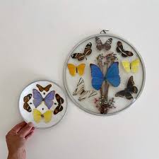 Pair of Vintage Real Butterfly Taxidermy Wall Hangings - Etsy