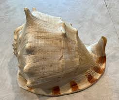 Vintage Extra Large 5-3/4 lbs Queen Conch Shell 12" | eBay