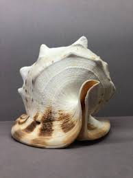 Cassis Cornuta helmet 24.6cm Special color, Cassidae, sea ...