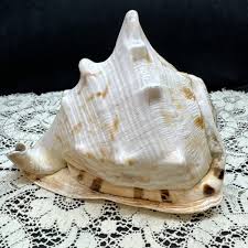 Conch Shell King Helmet Sea Shell Cassis Tuberosa 6” Natural ...