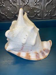 Shell, Tiger Helmut Shell, 12 Inch, Conch Seashell, Natural ...
