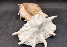Giant Spider Conch Seashell XL Lambis Truncata (1 shell ...