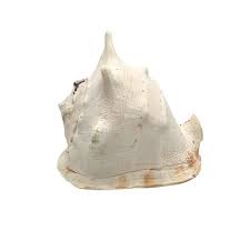 large queen helmet conch shell – Atlantic Attic